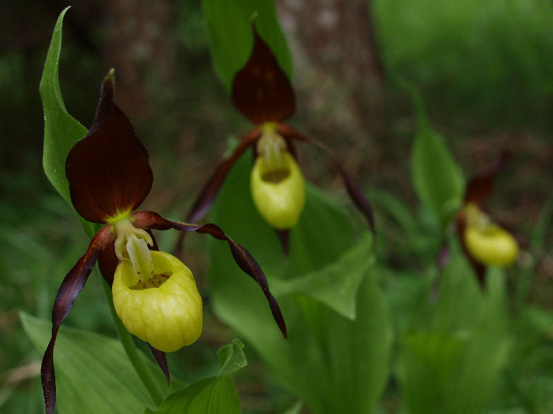 Dal Cadore - Cypripedium calceolus